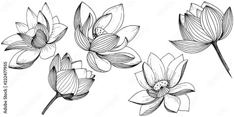 Vector Lotus Flower Floral Botanical Flower Isolated Illustration