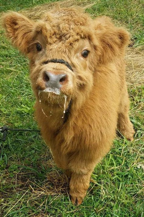 28 Highland Ideen Flauschige Kühe Tierbabys Süße Kühe