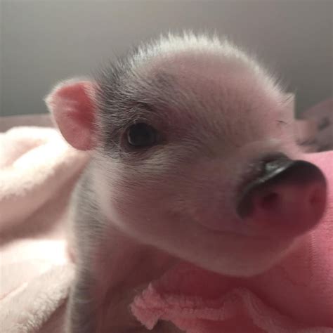 Piggyfriendly On Instagram So Nice Tag The Friend Who Loves Pig