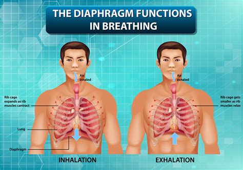 The Diaphragm Functions In Breathing 1782684 Vector Art At Vecteezy