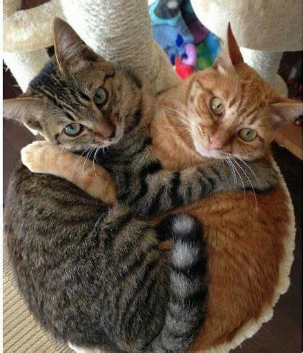 Cute Kittens Hugging [ ] Cute Kittens