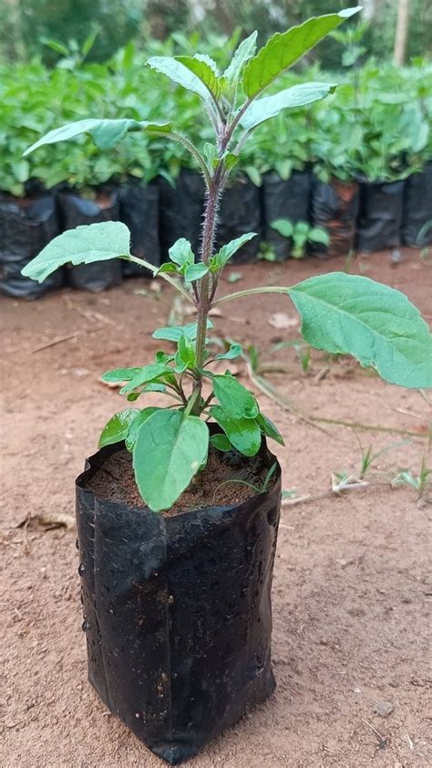 Green Tulsi Plant For Gardening At Rs 35piece In Lucknow Id 2851216032830
