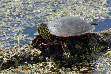 Western Painted Turtle Chrysemys Picta Bellii DDZ Flickr