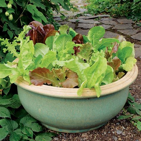 Container Gardening Growing Vegetables In Urban Planters