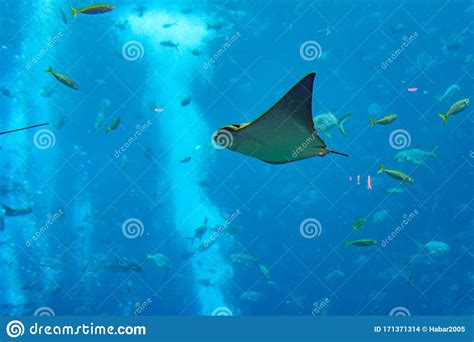 Stingray Swimming Underwater Sting Ray Is Also Called Sea Cats Are