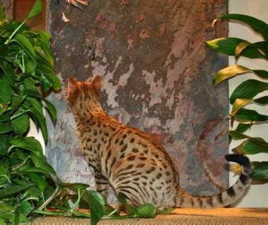 Best breeders on the planet here. Exotic Felines for Sale | Savannah Cat Breed