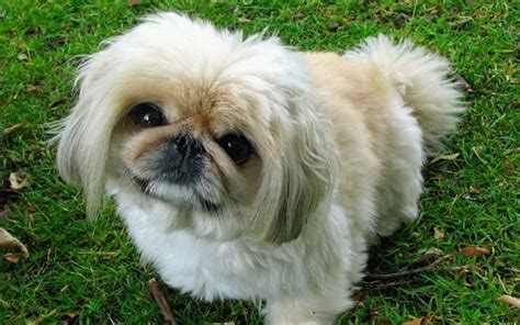 Download Wallpapers Pekingese Dog Lawn Dogs Fluffy Dog Pets Cute