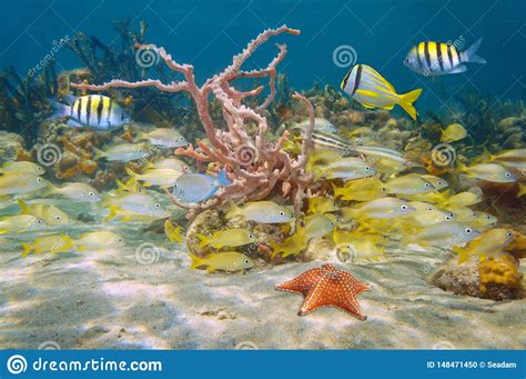 Thriving And Colorful Marine Life Caribbean Sea Stock