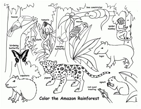 Coloring Pages For Animals In Rainforest Coloring Home