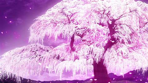Download Cherry Blossom Tree Anime Wallpaper By Brucecooper Sakura