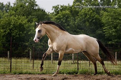 2 for 1 price paint mares. Image result for buckskin paint horse with blue eyes