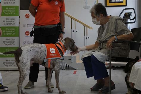 Fundación Affinity Impulsan Un Programa De Terapias Con Perros