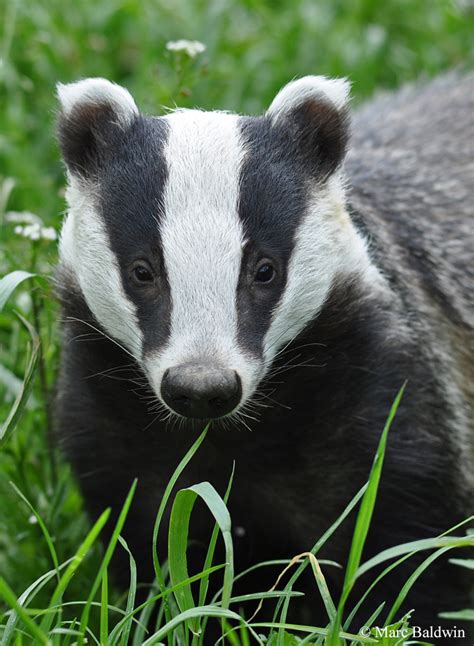 Why Do Badgers Have Striped Faces Wildlife Online