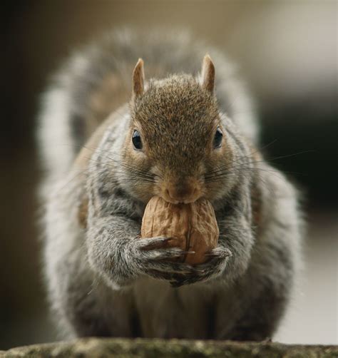 Squirrel Eating Nuts Hd Wallpaper Wallpaper Flare