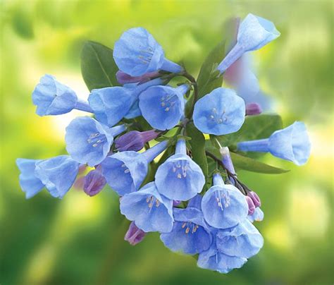 12 Beautiful Blue Flowers For Every Garden Birds And Blooms