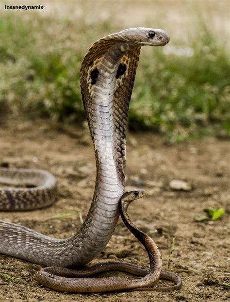 Spectacled Cobra Naja Naja With Juvenile Snake Photos Reptiles
