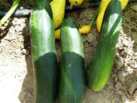 Maybe you would like to learn more about one of these? Dark Green Zucchini
