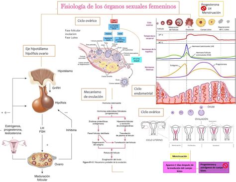 Anatomia Y Fisiologia Del Aparato Reproductor Femenin