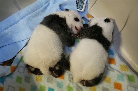 The Toronto Zoos Baby Pandas Actually Look Like Pandas Now