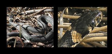 Det är inte helt ovanligt att man förväxlar huggormen med snok men det finns hur flyttar jag en orm från min trädgård? Orm på tomten | Stockholms Herpetologiska Förening