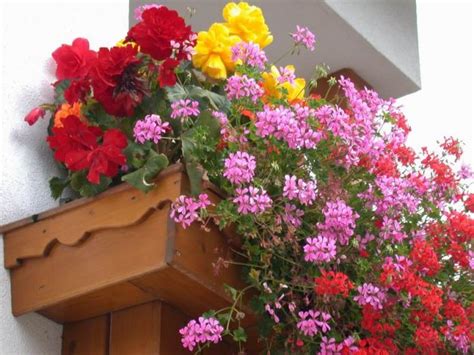 Quelle sommerse e le palustri vanno piantate in vasi di plastica o cestelli forati, utilizzando 2/3 di terra argillosa di campo e 1/3 fra sabbia non calcarea e terriccio. Come piantare i fiori in vaso - Soluzioni di Casa