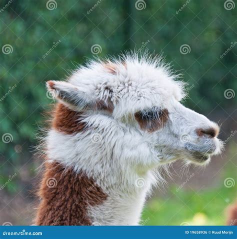 Portrait Of Brown And White Llama Stock Photo Image Of Exotic Green
