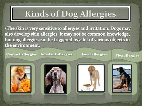 Skin Allergies In Dogs Types Causes And Symptoms