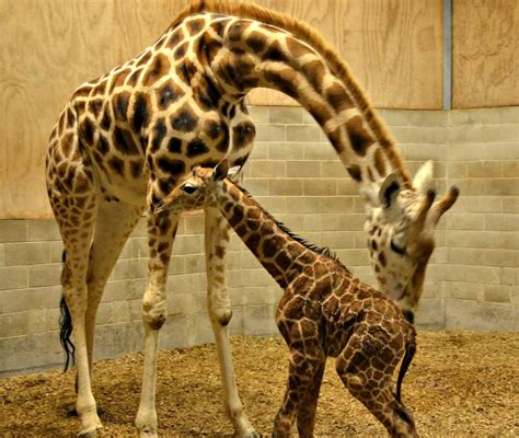 Its A Boy Baby Giraffe Born At Auckland Zoo Zooborns
