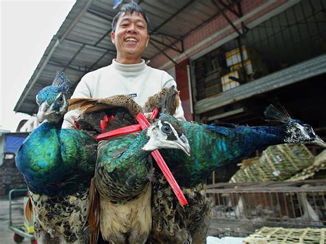 We did not find results for: Coronavirus: China bans citizens from eating wild animals ...