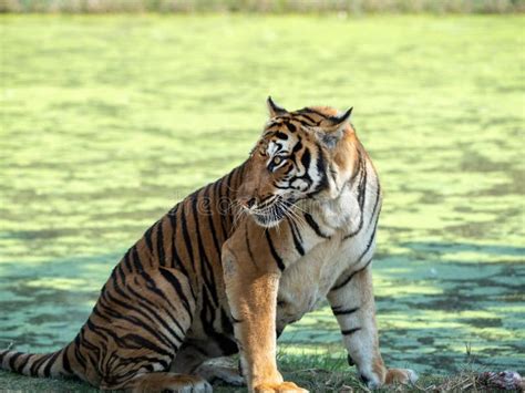 Close Up Bengal Tiger Eating Raw Meat Isolated On Background Stock