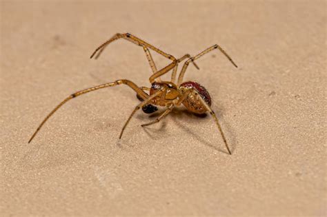Premium Photo Small Male Cobweb Spider