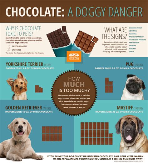 Some human foods can even. Can Dogs Eat Chocolate? - Can Dogs Eat This