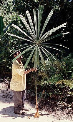 Eriostemma lauterbachii (k.schum.) kloppenb., hoya new 3(1): Licuala lauterbachii - Palmpedia - Palm Grower's Guide