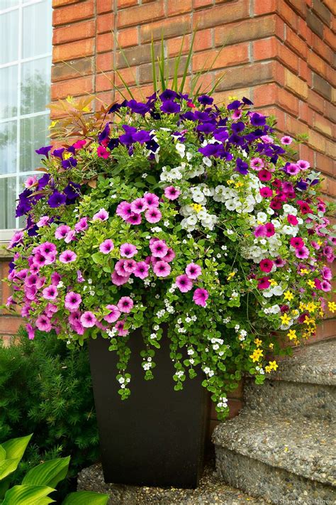 Beautiful Colourful Summer Planter Ideas Garden Containers Container