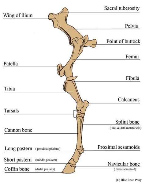 Diagram Of Horse Leg Anatomy