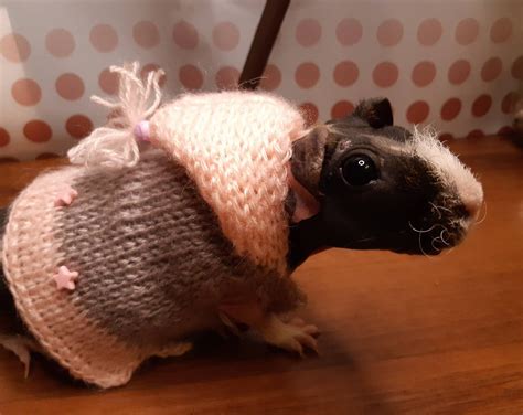 Guinea Pig Sweater With Hood Hairless Pig Clothes Skinny Pig Etsy