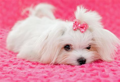 Picture Of White Maltese Puppy Pink Bow Dog Photography