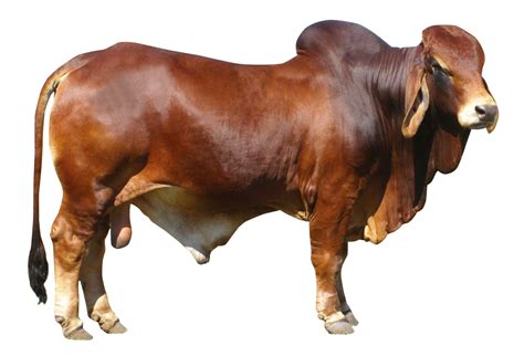 Bull Png Image For Free Download