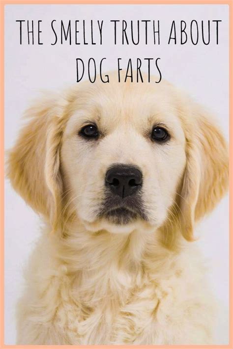 I've never heard of this. Why do dog farts smell so bad? (With images) | Dog farts ...