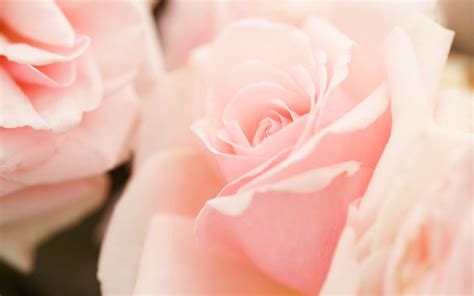 46 Light Pink Roses Wallpaper Wallpapersafari