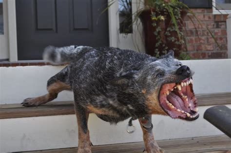 10 Scariest Dog Breeds You Will Surely Run Away From Skariest