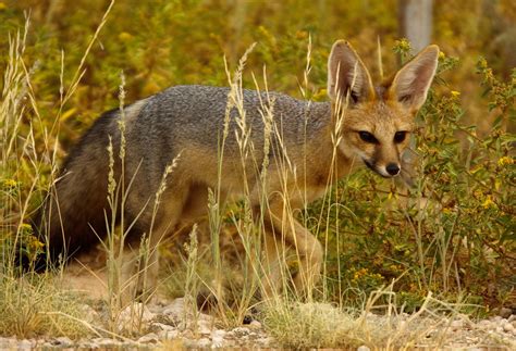 Cape Fox Kgalagadi South Africa The Cape Fox Is The Only Flickr