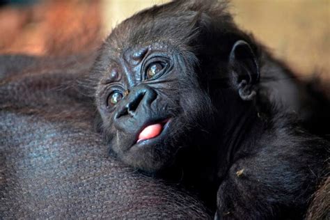 Cómo Se Reproducen Los Gorilas Reproducción Del Gorila