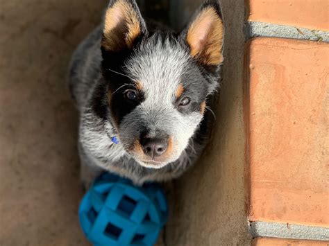 Tin Roof Australian Cattle Dogs - Australian Cattle Dog Puppies for