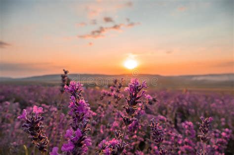 Lavender Landscape Stock Image Image Of Color Lavandula 5851767