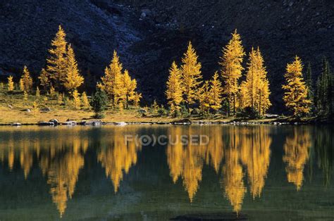 Larches In Autumnal Foliage At Lake Ohara British Columbia Canada