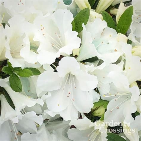 Azalea Bloom A Thon White Buy Rhododendron Shrubs Online