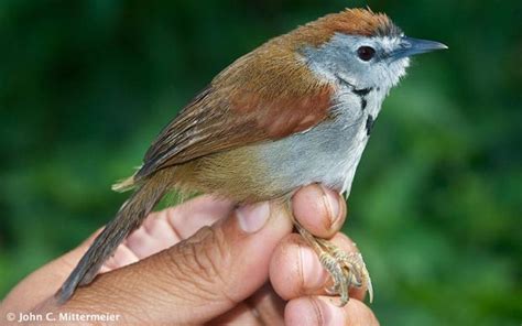 We did not find results for: Tepus pipi-perak, burung endemik Jawa dan Bali yang ...