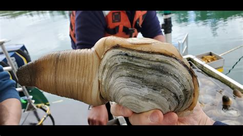 World Largest Burrowing Clam Pacific Geoduck Ways Fathom Seafood