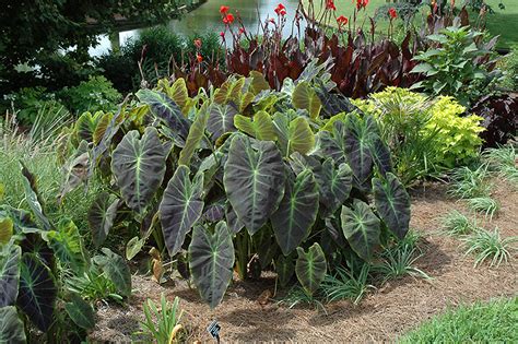 Should strawberry plants be cut back? Illustris Elephant Ear (Colocasia esculenta 'Illustris ...